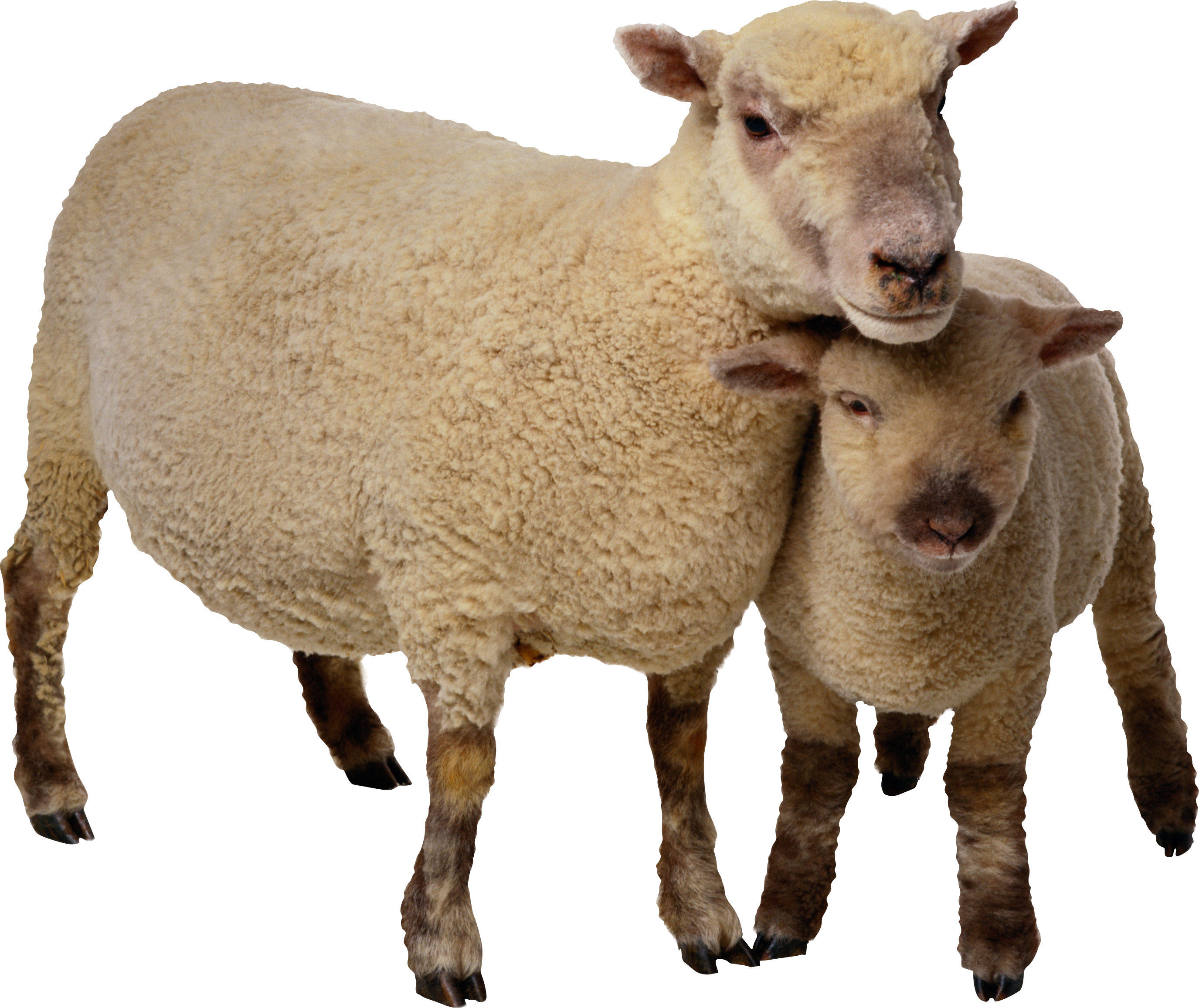 sheep logo